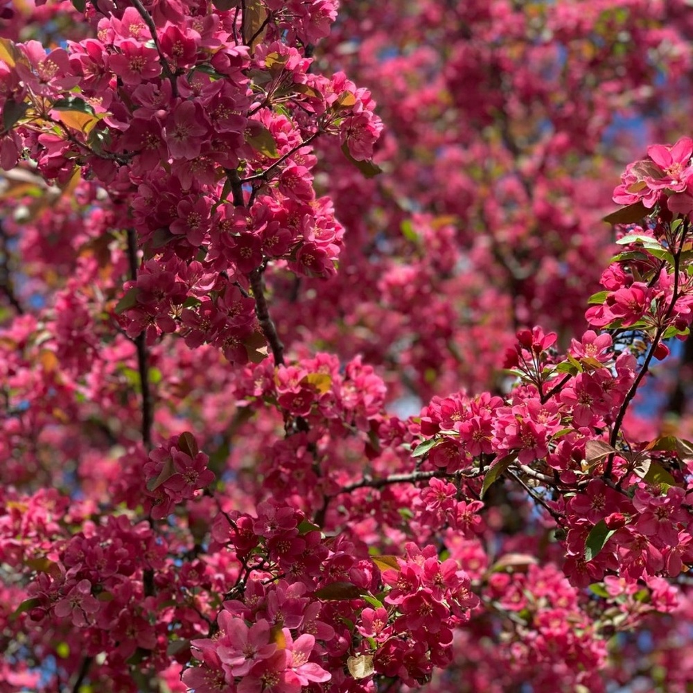 Meet your Posher, Dewi